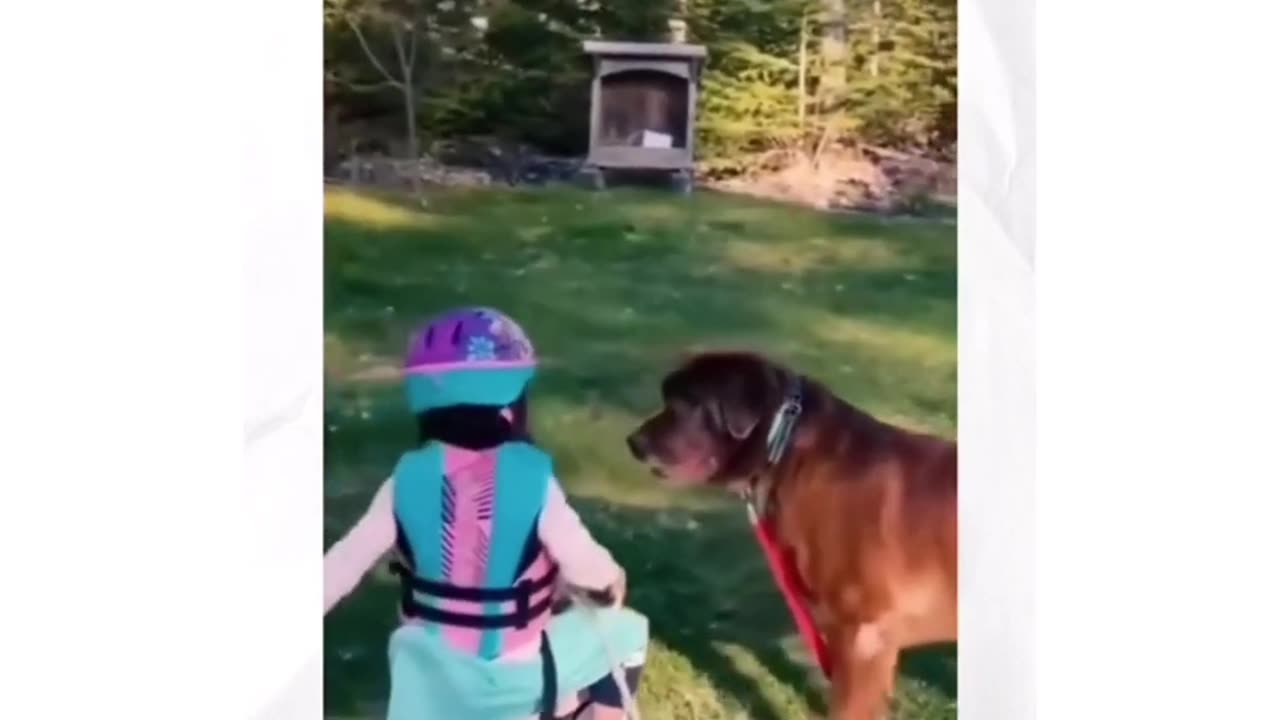 Funny Animals video