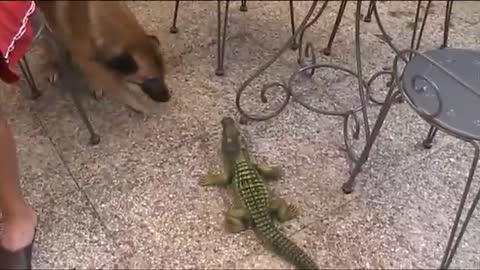 Dog vs Dinosaurs