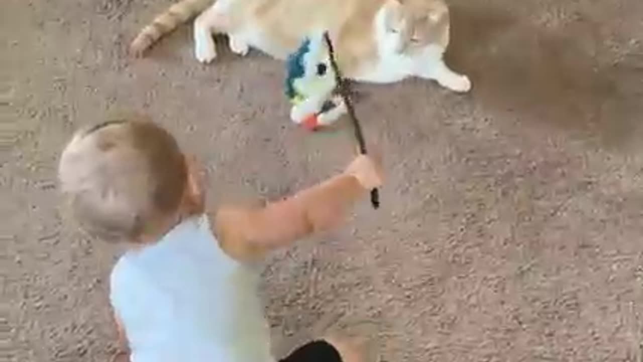 Baby loves cats