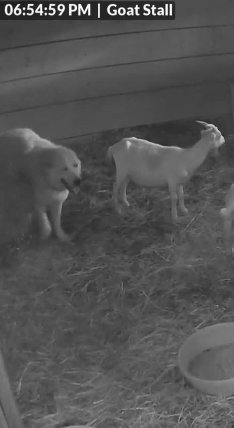 I am your guard dog please like me 😊