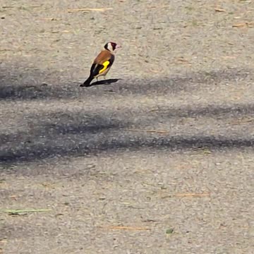 Goldfinch on a cycle path / beautiful bird