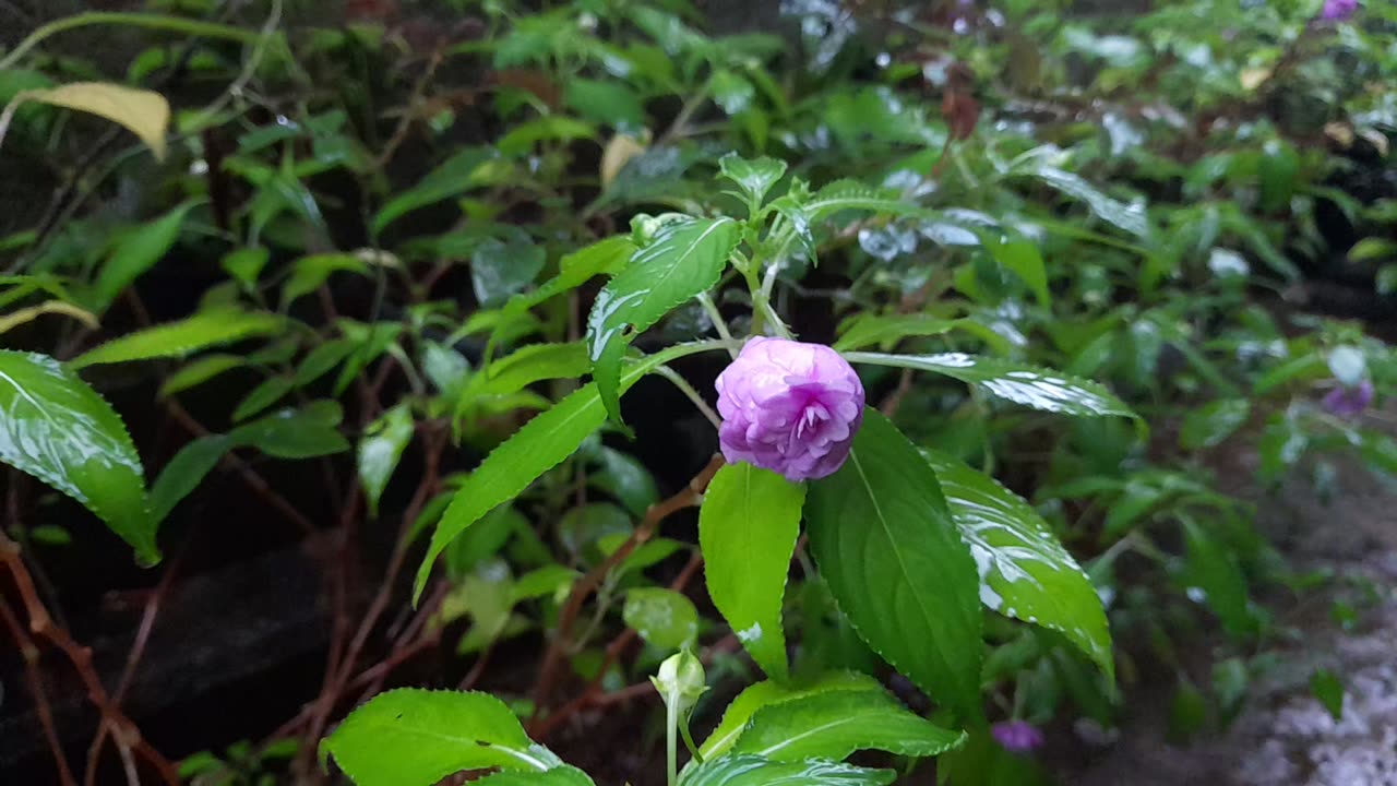 Rain and Flower