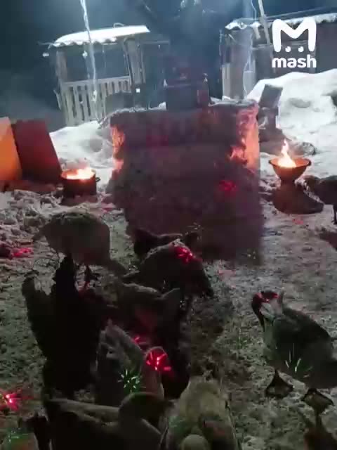 Disco ducks geese and chicken nonstop 😂