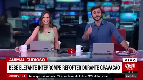 Bebê elefante interrompe repórter durante gravação | LIVE CNN