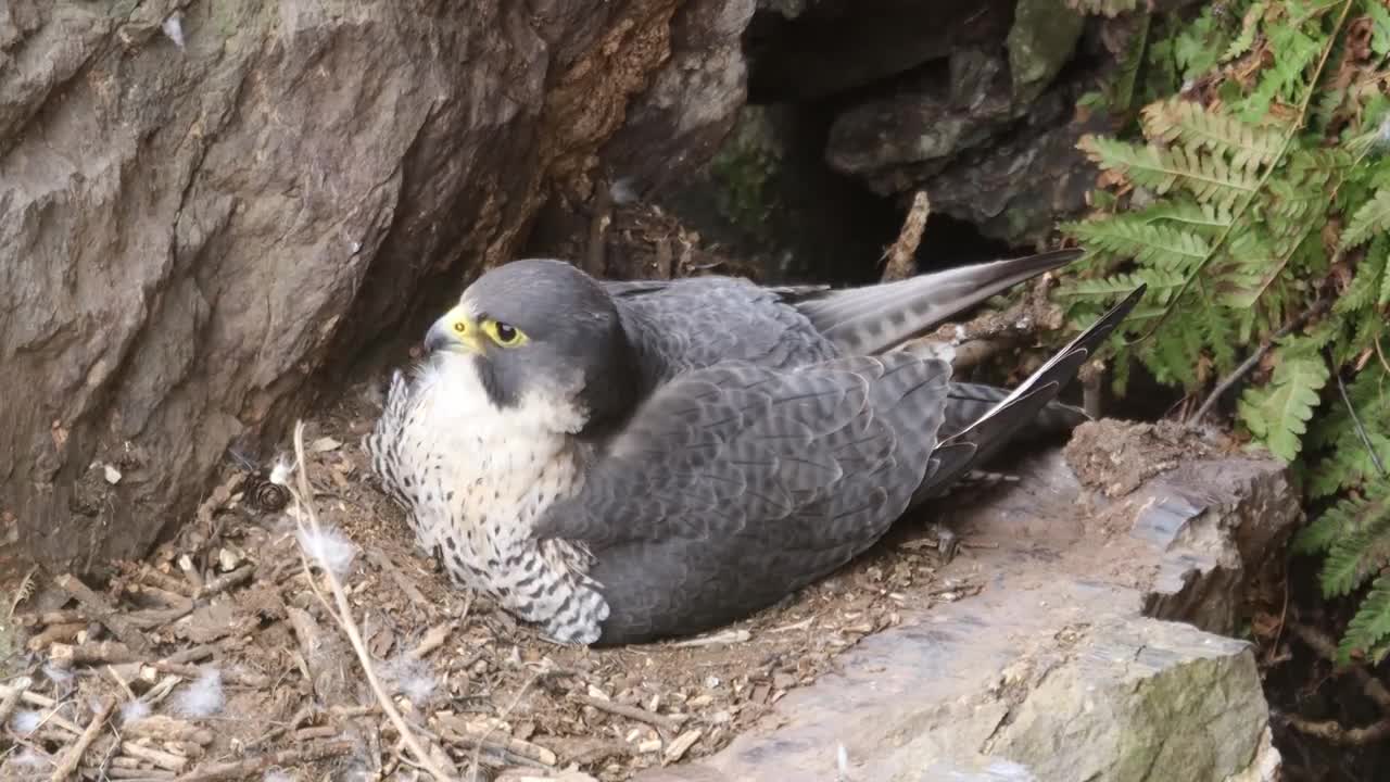 Peregrine Falcon Nesting 4k HQ