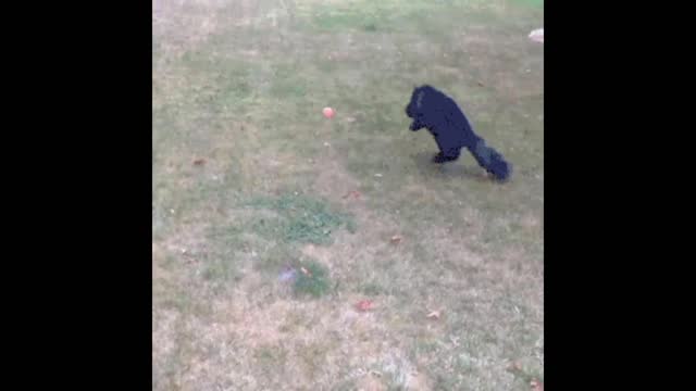 Gif video of cat catching ball on the field