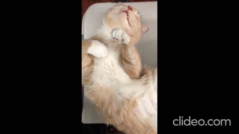 Whisker Wonders: Hilarious Cat Shenanigans Caught on Camera