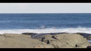 Great White Shark Chases Surfers Out of the Water