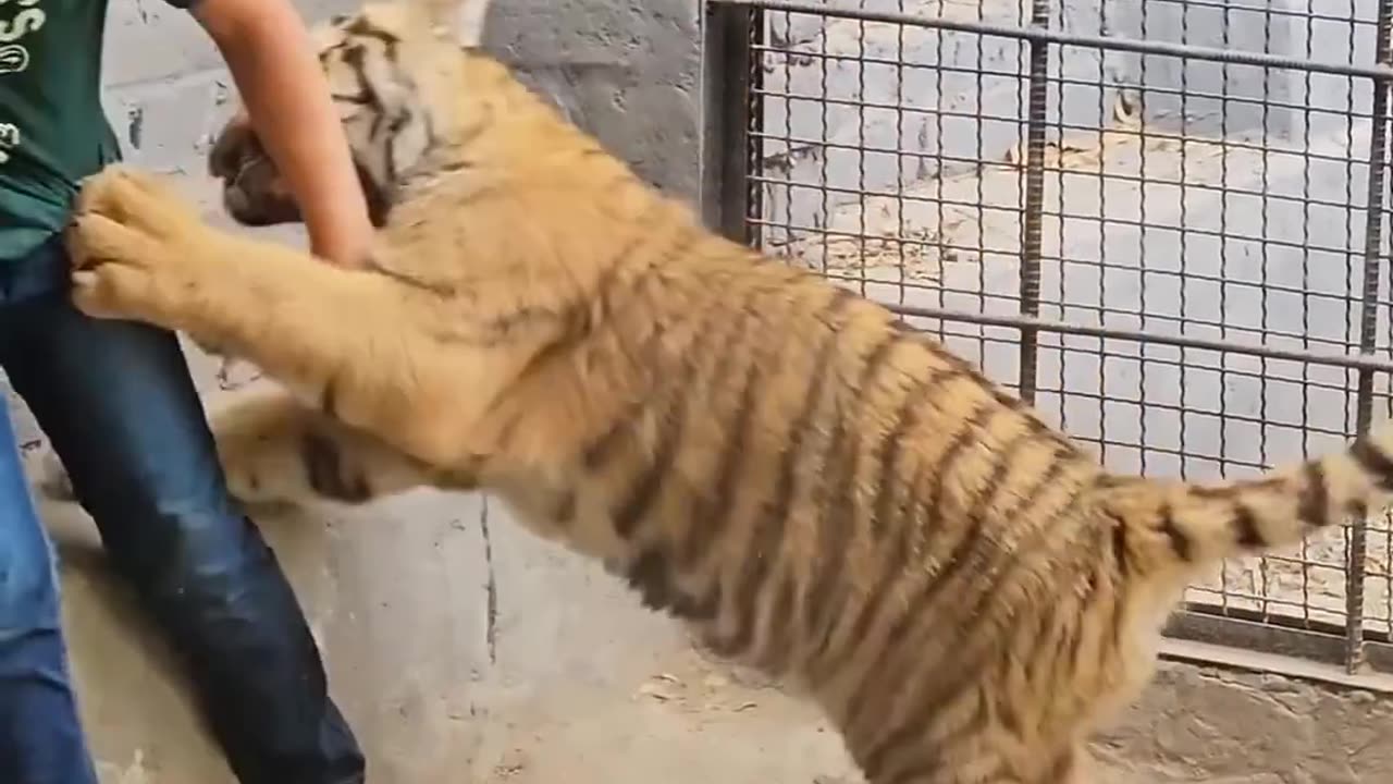 Kid playing with tiger cub