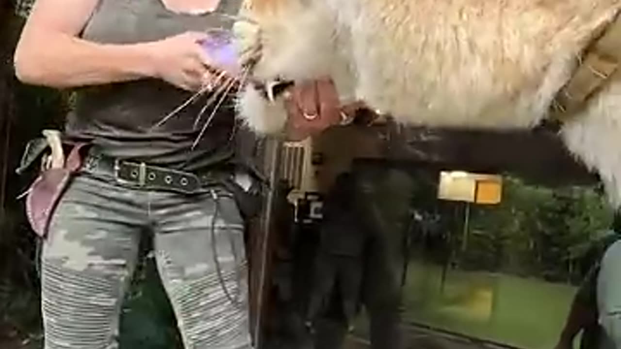 The world largest cat:book of world record three time 😯