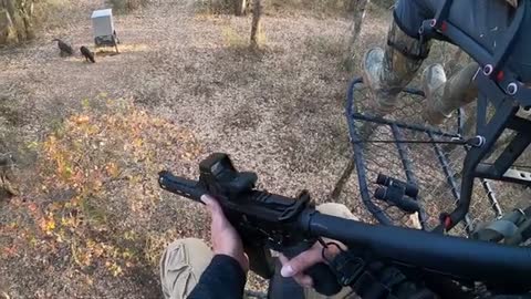 Hunting with a Ar-15