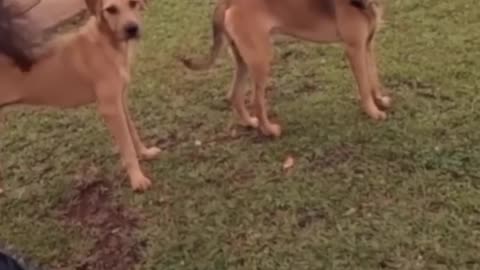 very funny cat and dogs compilation_😂😂😂😂😂😂😂_ #short