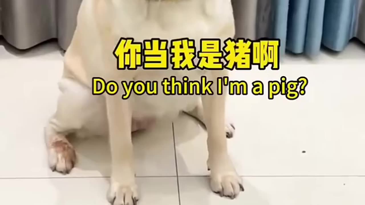 Funny dog part-25