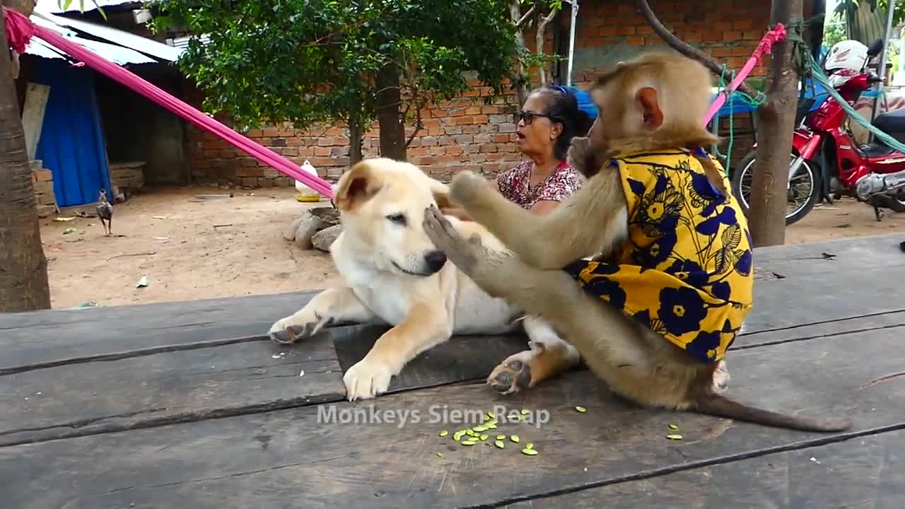 Cute puppy and Monkey doing cute thing When playing together