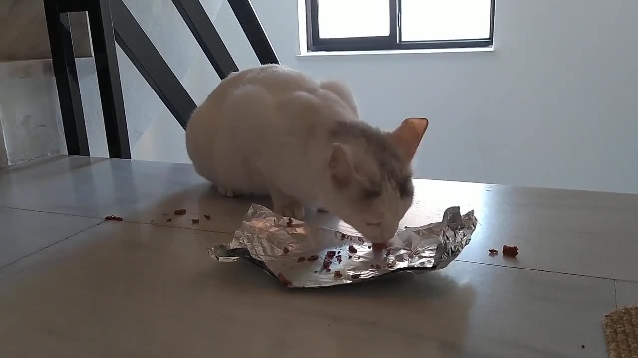 white cat eat