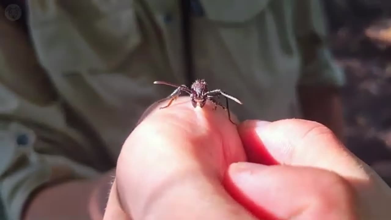 Rare insects in the AMAZON RAINFORREST - Documentary