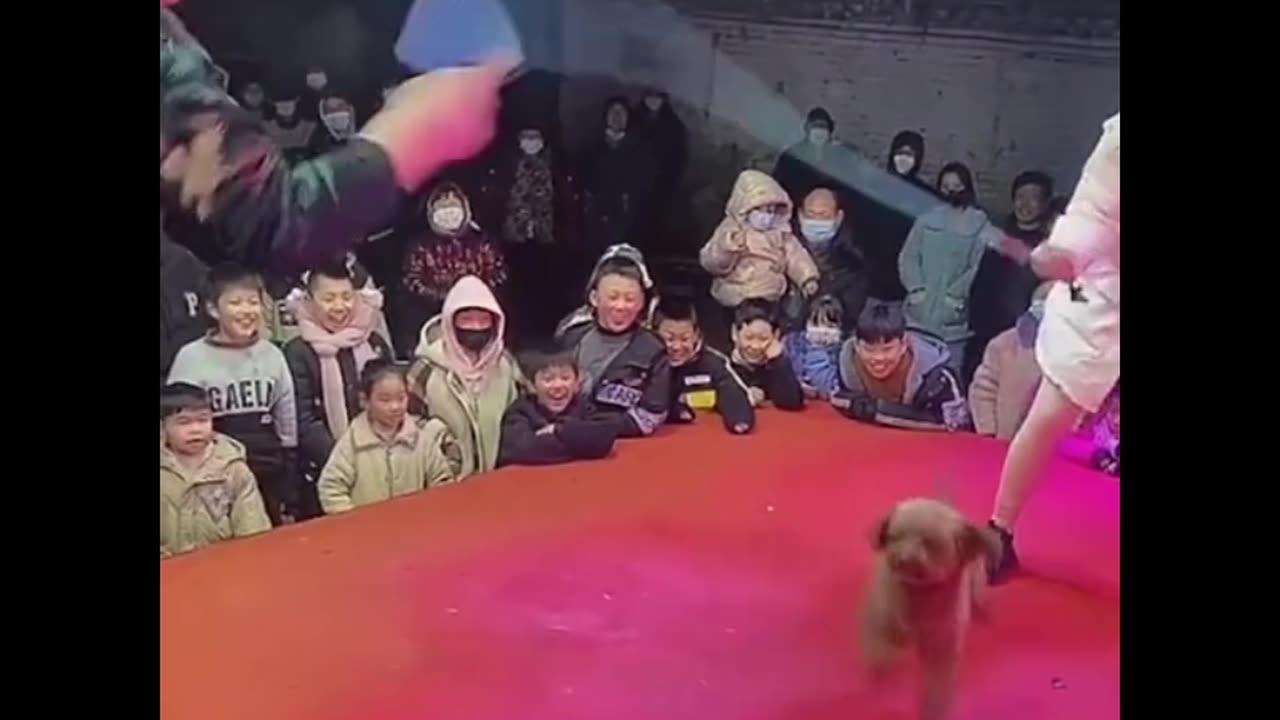🐕Dogs: this is too easy for me 🐕🐕😂😂😂Funny viral video