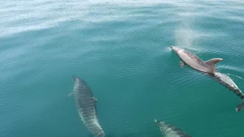 dolphins swimming in the sea