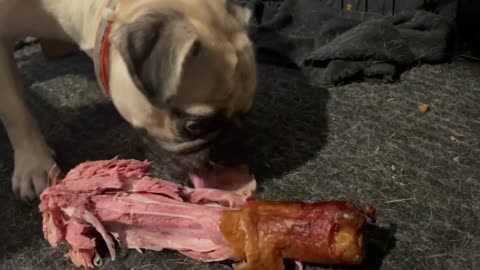 Pug Mukbang State Fair of Texas Turkey Leg