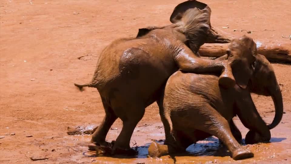 baby elephant playing in the mud