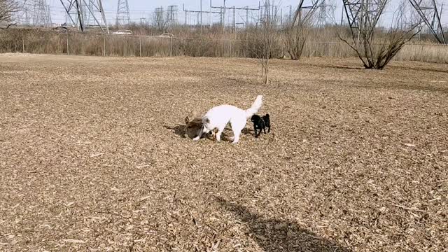 Pug wants to join in the fun!