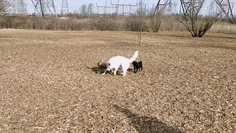 Pug wants to join in the fun!