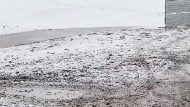 Calves Eating in a Montana Blizzard