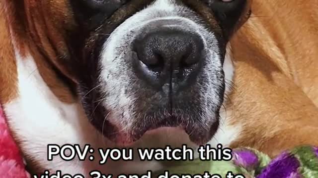 terrible desire to weep