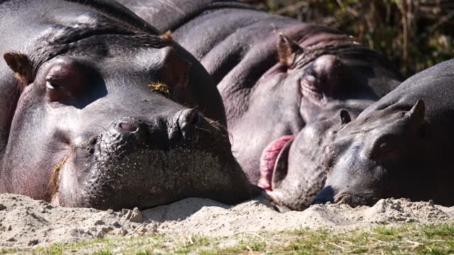 Hippopotamus Sleep Family Africa Dangerous Island