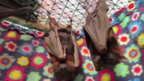 Bat rescue daily life updates on Finn, Jenner and Quai plus random stuff