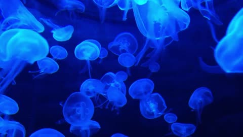 DEEP OCEAN - Drifting Jellyfish with Ambient and Calming Music for Relaxation-9