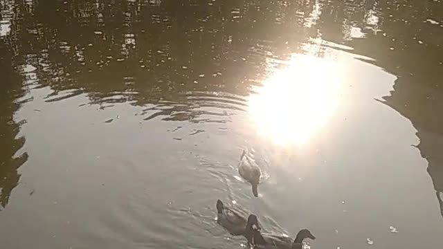 Duck 🦆 in river