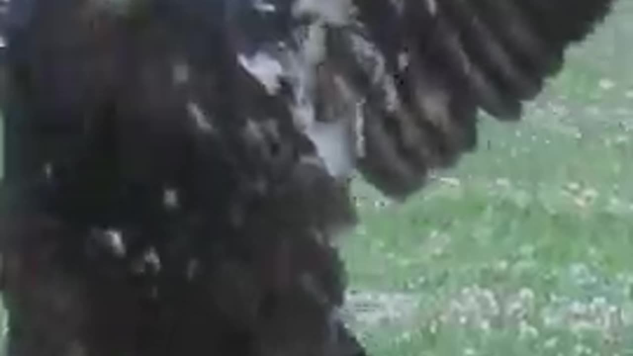 Blad Eaglat playing with a branch