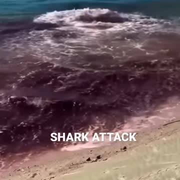 Big shark killed a lady🤬😭
