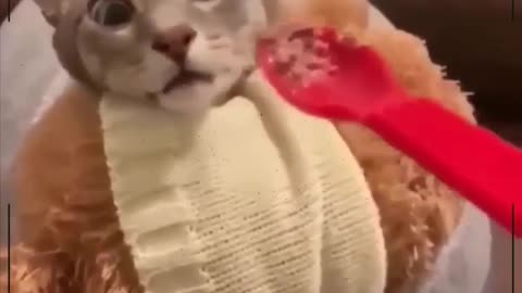 funny cat reaction.