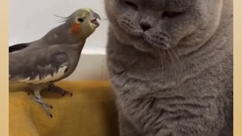 Parrots 🦜 💗 🐈 cats