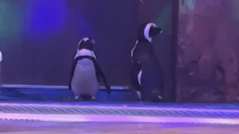 group of penguins