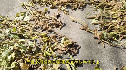 仙草凍自己動手做！ 「仙草」功效、熱量