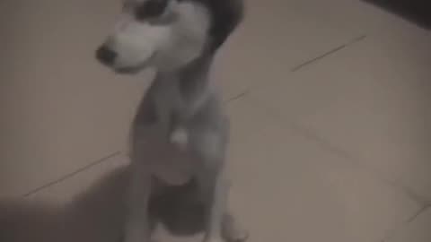 shaved husky looks funny