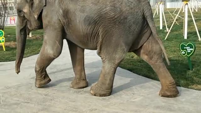 The elephant