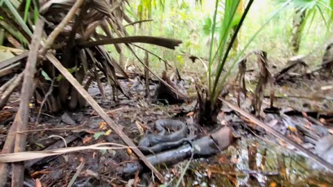 Moccasin in the Great Swamp