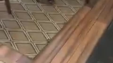 Cute pets and funny reactions 😂😄