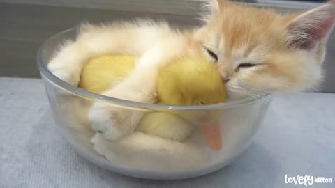 Kitten hugged little duck tightly, becauselovely