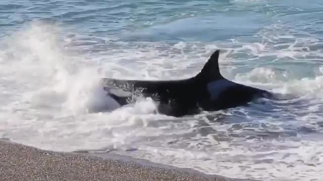 An orca launches onto the beach to catch the seal pup!