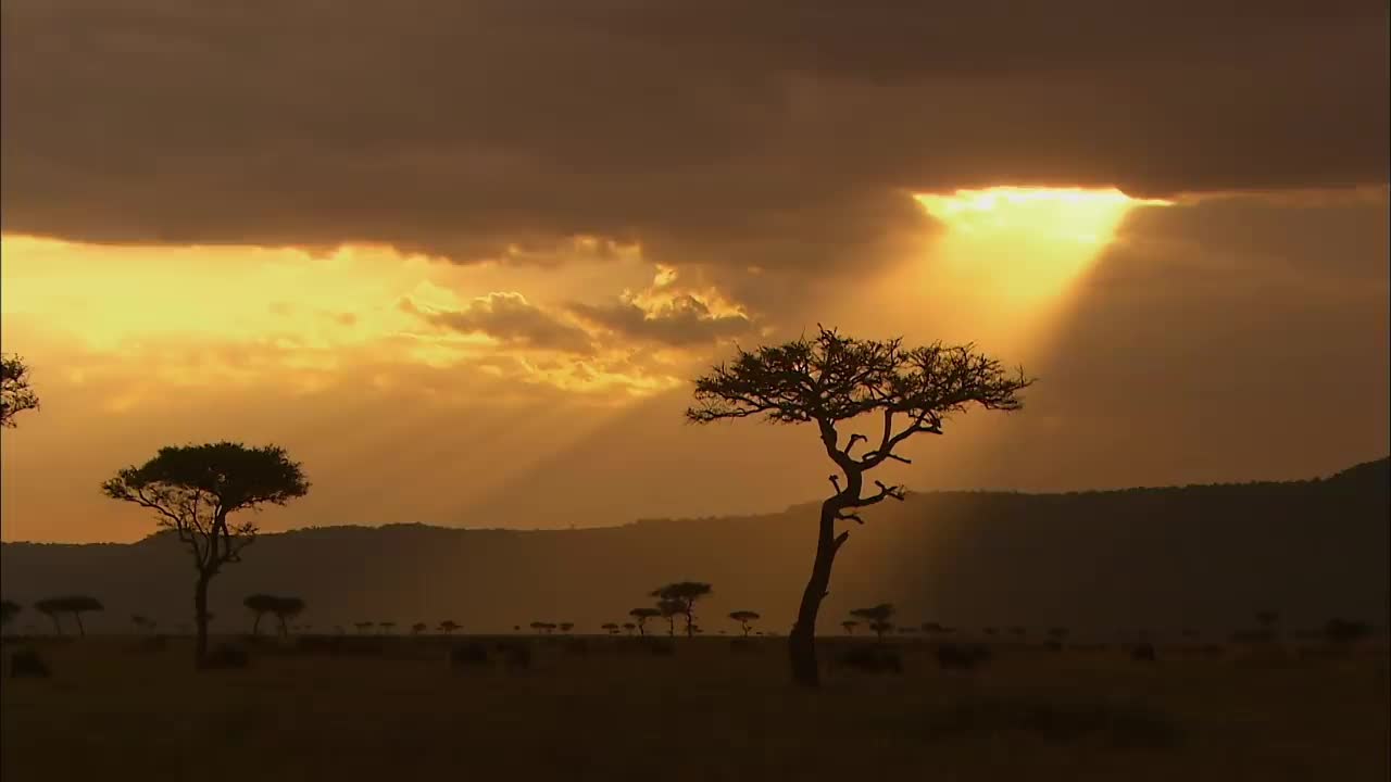 Wildebeest on the Mountainside