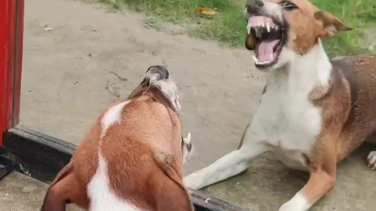 Super Funny Dog v/s Mirror Video | Funny Dog Mirror Pranks #funnydogpranks