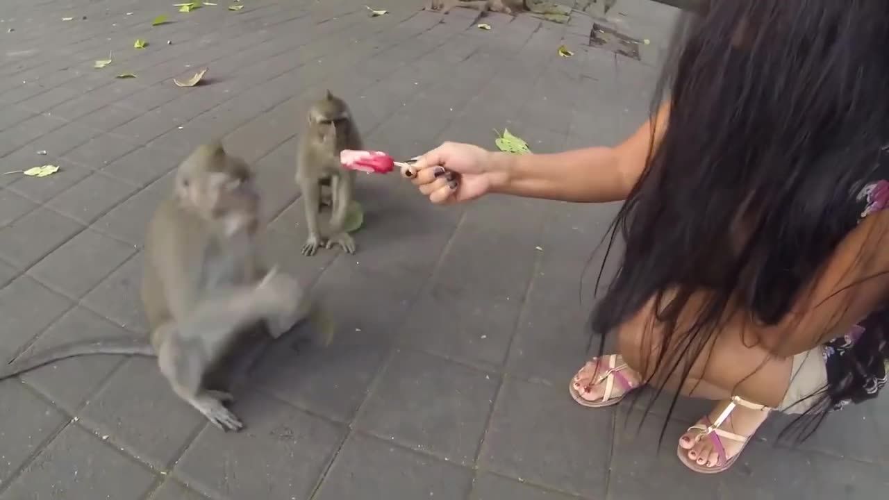 Animals Fails Compilation: