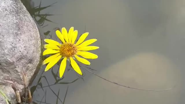 Sunflower in the water