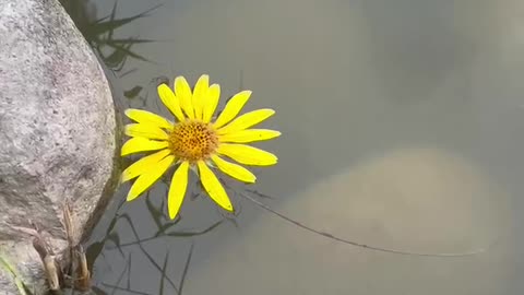 Sunflower in the water