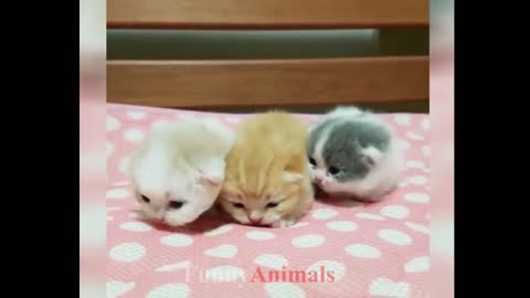 Three cute baby cats, do you like them?